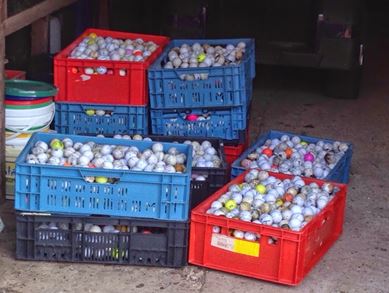 Golfballenduik 25-sep-16