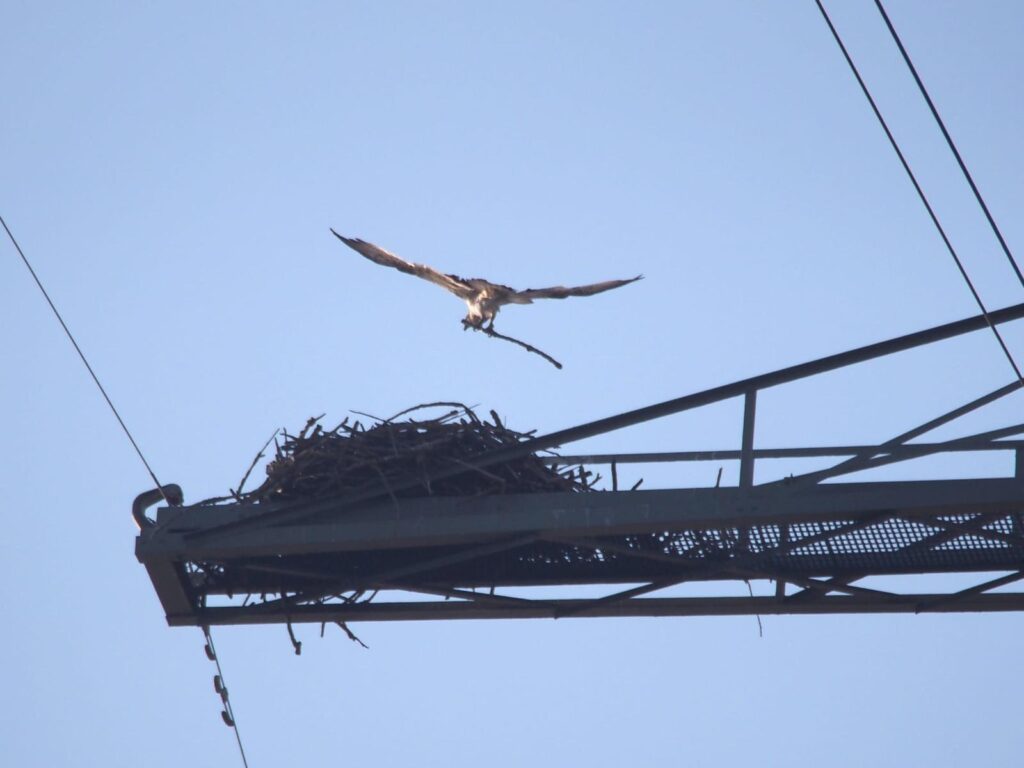 Visarend tijdens de beversafari